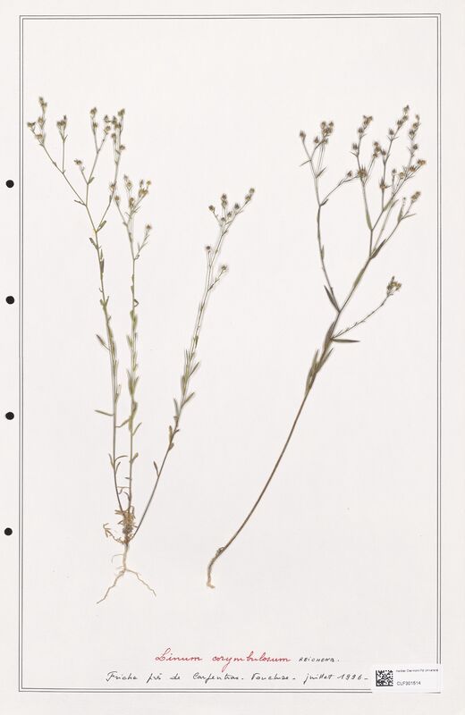 Linum corymbulosum  (Linaceae)