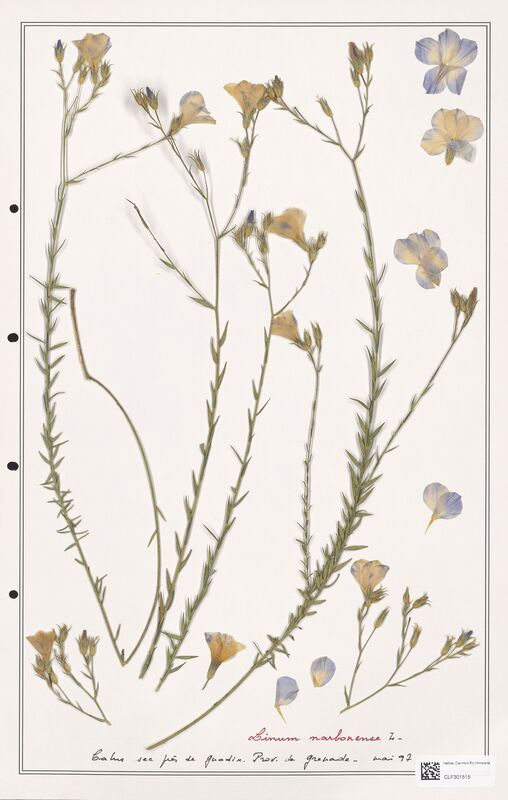 Linum narbonense  (Linaceae)