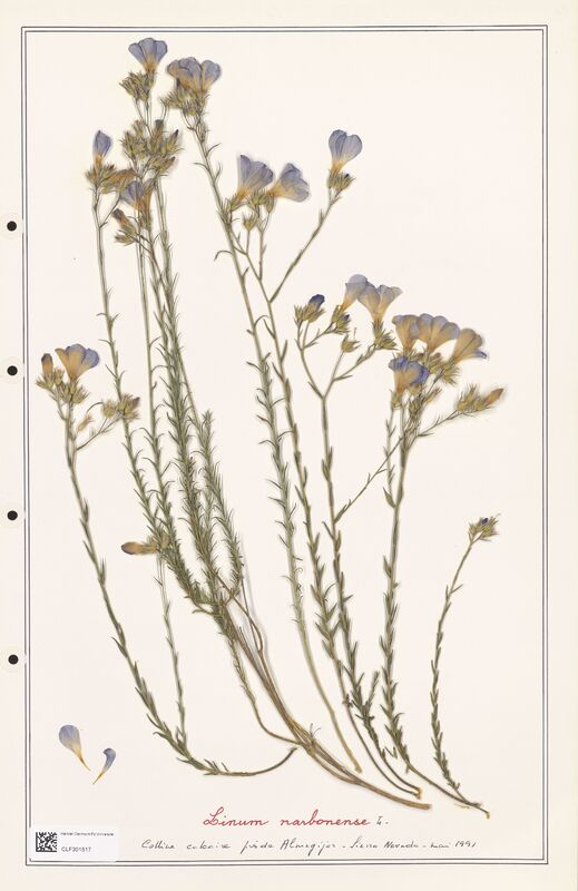 Linum narbonense  (Linaceae)