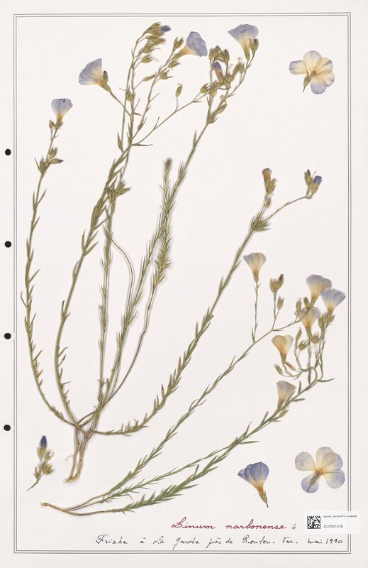 Linum narbonense  (Linaceae)