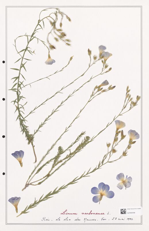 Linum narbonense  (Linaceae)