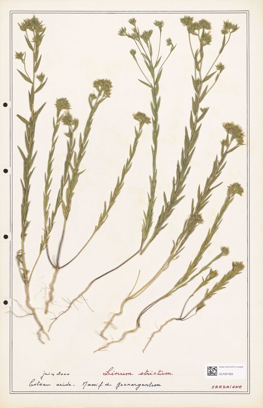 Linum strictum  (Linaceae)