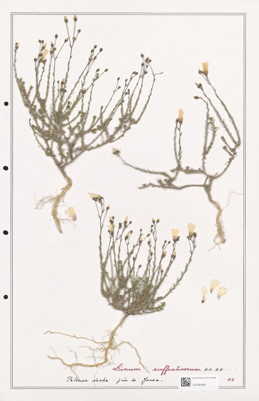 Linum suffruticosum  (Linaceae)