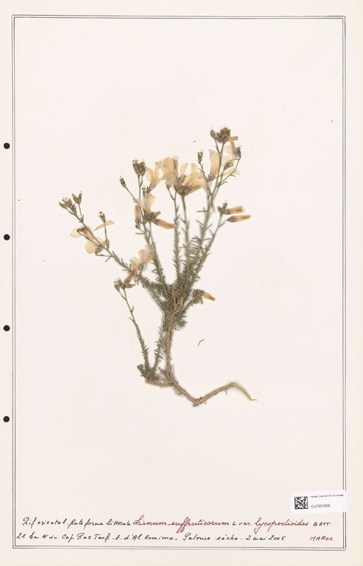 Linum suffruticosum  (Linaceae)