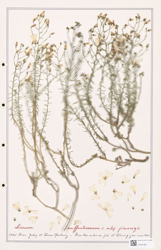 Linum suffruticosum  (Linaceae)