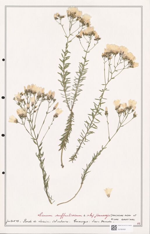 Linum suffruticosum  (Linaceae)