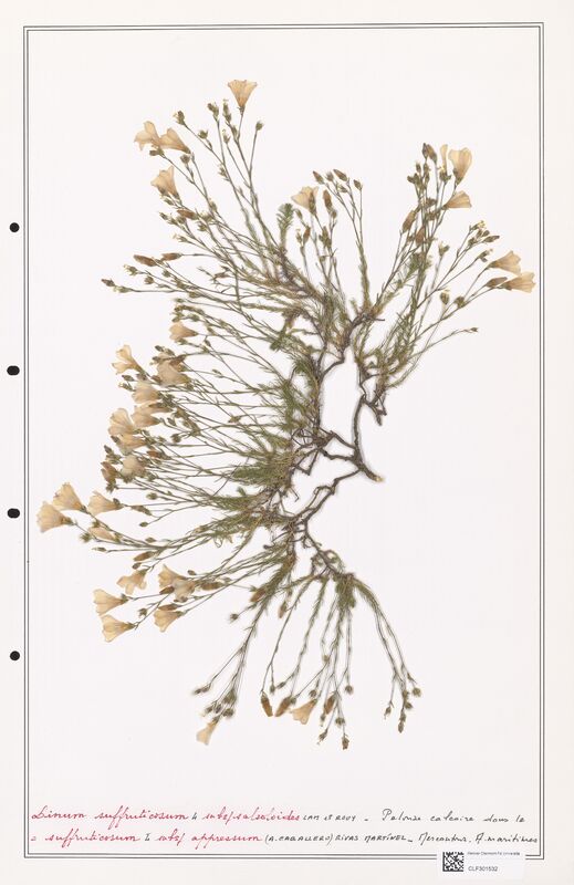 Linum suffruticosum  (Linaceae)