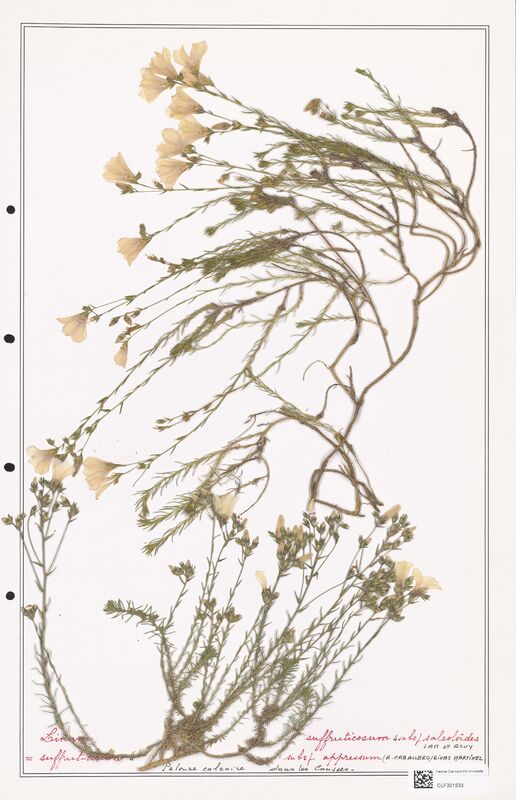 Linum suffruticosum  (Linaceae)