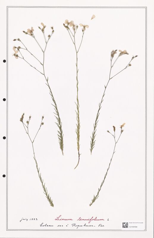 Linum tenuifolium  (Linaceae)