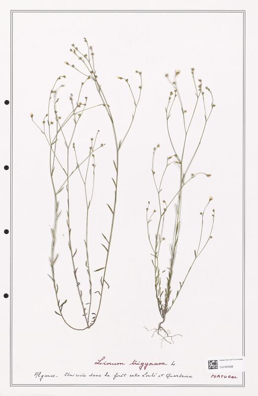 Linum trigynum  (Linaceae)