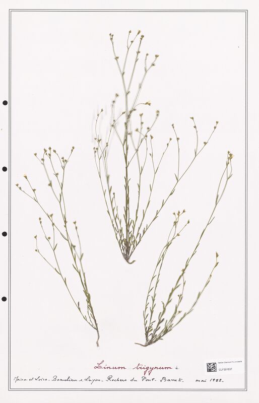 Linum trigynum  (Linaceae)