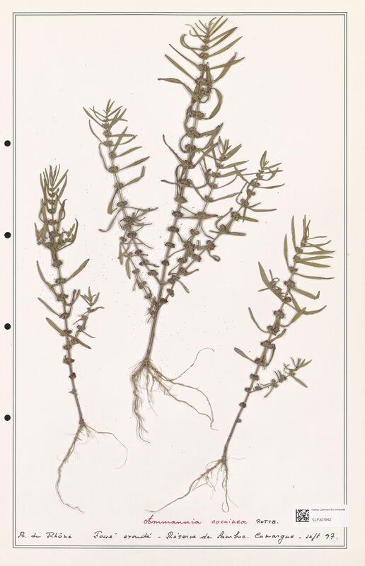 Ammannia coccinea  (Lythraceae)