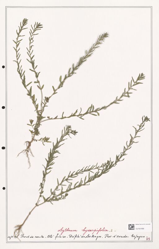 Lythrum hyssopifolia  (Lythraceae)