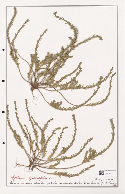 Lythrum hyssopifolia  (Lythraceae)