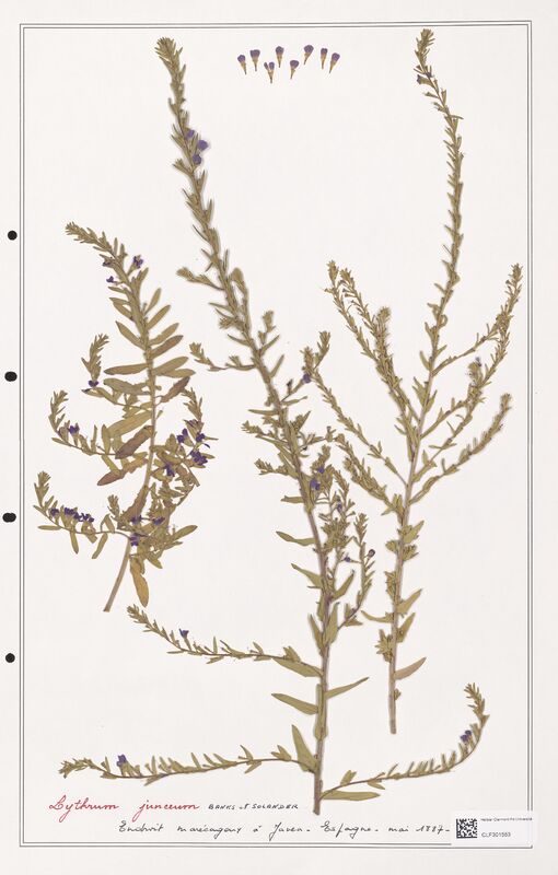 Lythrum junceum  (Lythraceae)