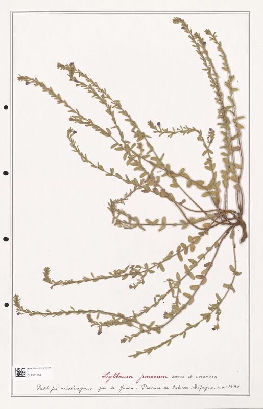 Lythrum junceum  (Lythraceae)