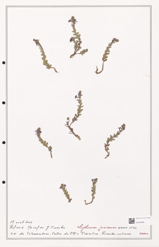 Lythrum junceum  (Lythraceae)