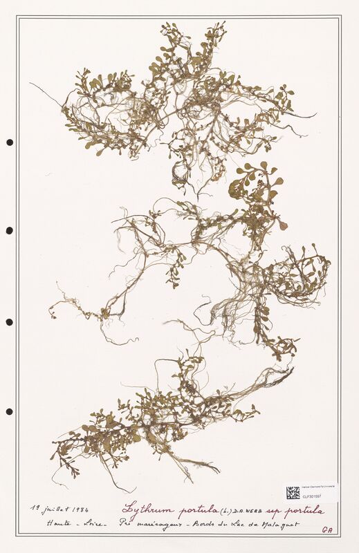 Lythrum portula  (Lythraceae)