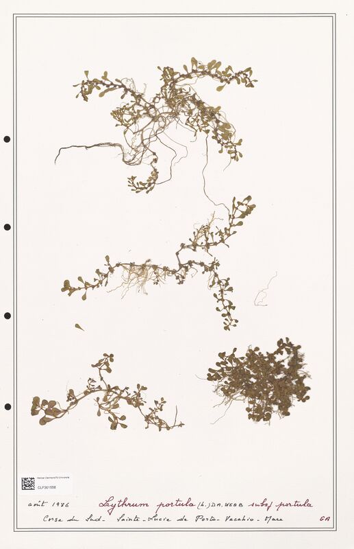 Lythrum portula  (Lythraceae)