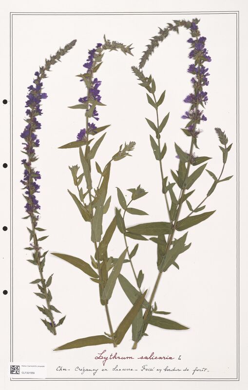 Lythrum salicaria  (Lythraceae)