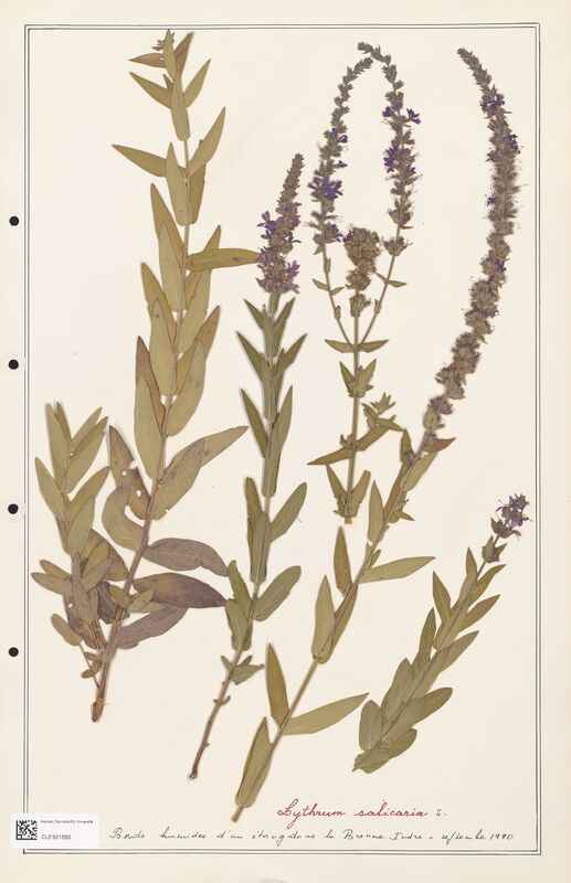 Lythrum salicaria  (Lythraceae)