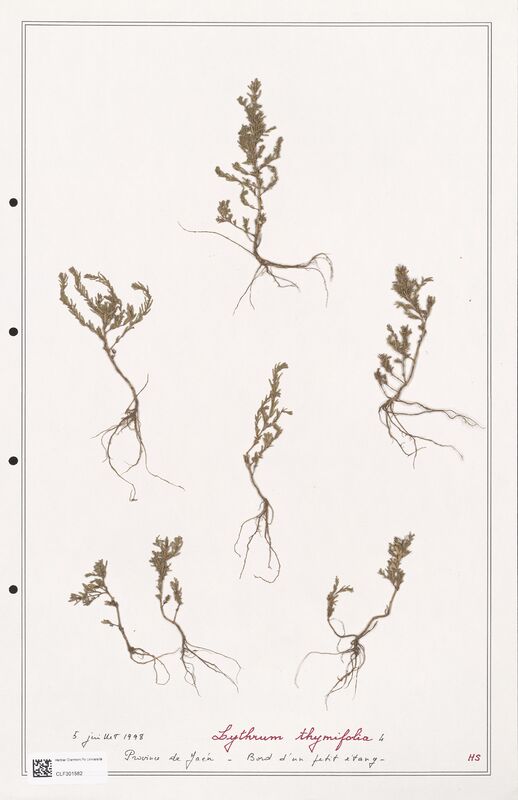 Lythrum thymifolia  (Lythraceae)