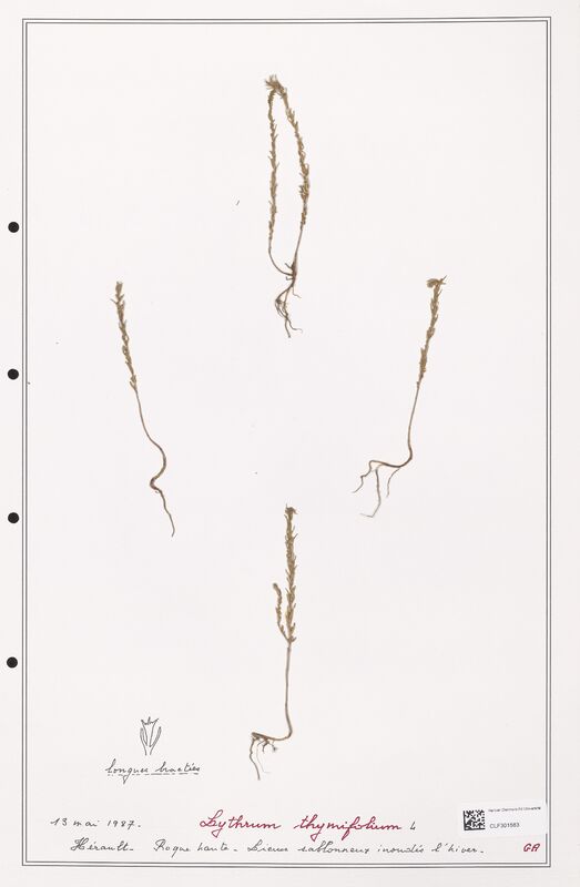 Lythrum thymifolia  (Lythraceae)