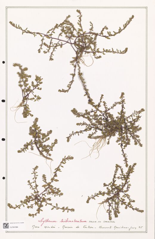 Lythrum tribracteatum  (Lythraceae)