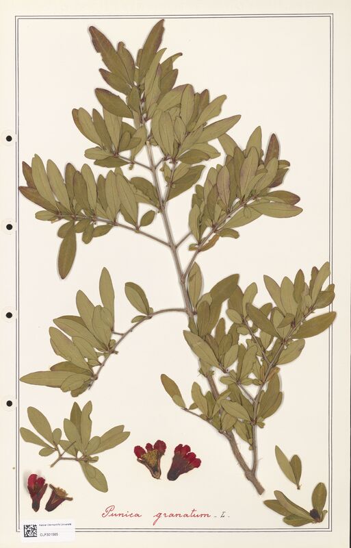 Punica granatum  (Lythraceae)