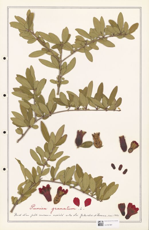 Punica granatum  (Lythraceae)