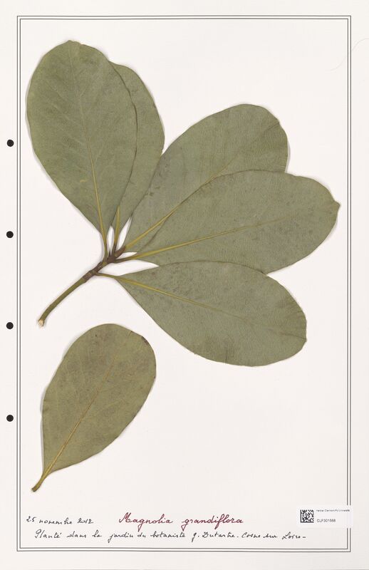 Magnolia grandiflora  (Lythraceae)