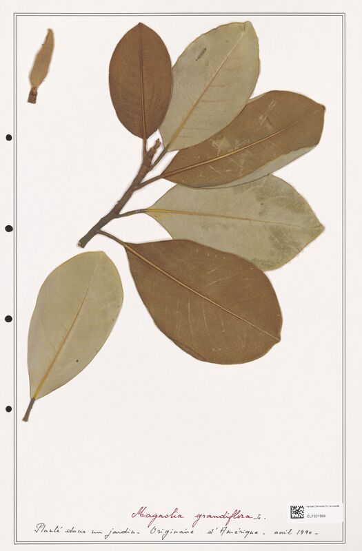 Magnolia grandiflora  (Lythraceae)