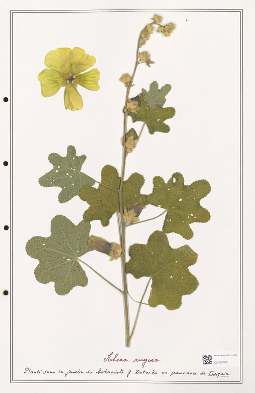 Alcea rugosa  (Lythraceae)