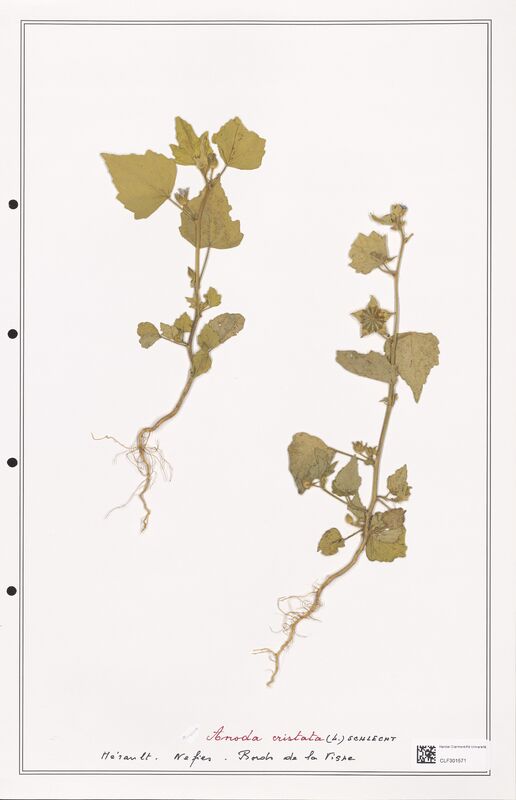 Anoda cristata  (Lythraceae)