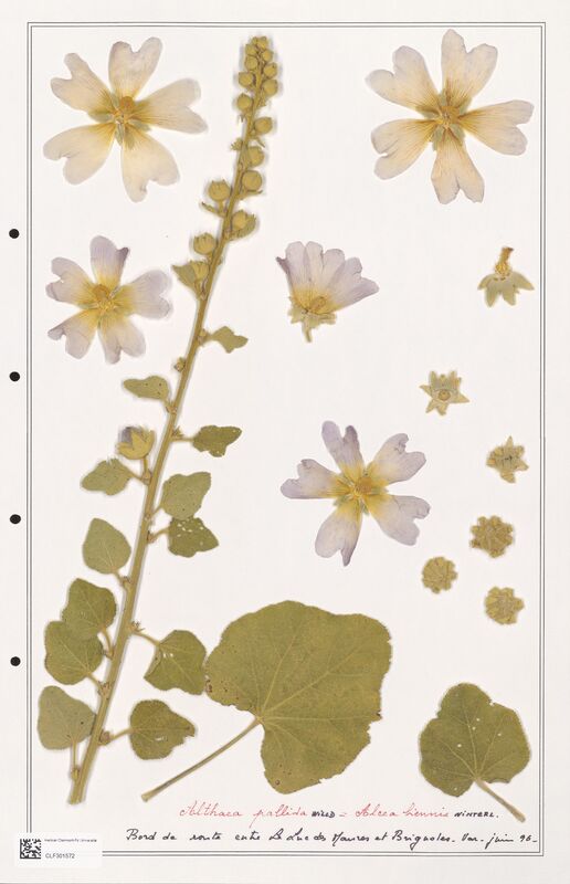 Althaea pallida  (Lythraceae)