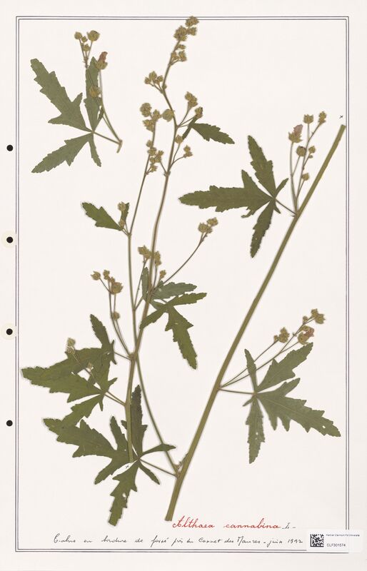 Althaea cannabina  (Lythraceae)