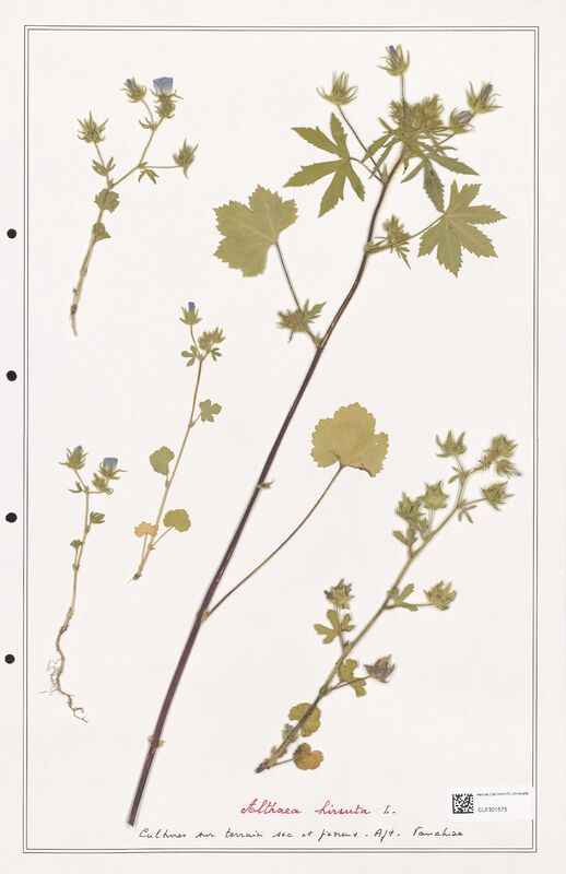 Althaea hirsuta  (Lythraceae)