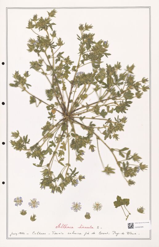 Althaea hirsuta  (Lythraceae)