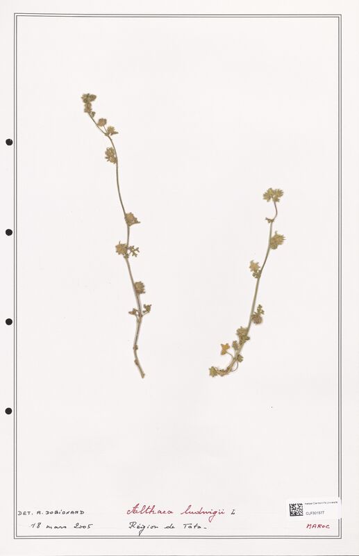 Althaea ludwigii  (Lythraceae)