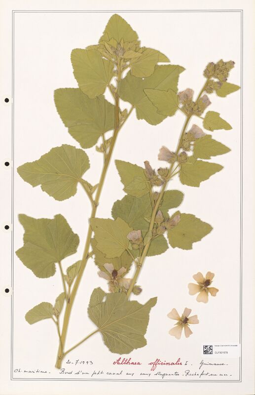 Althaea officinalis  (Lythraceae)