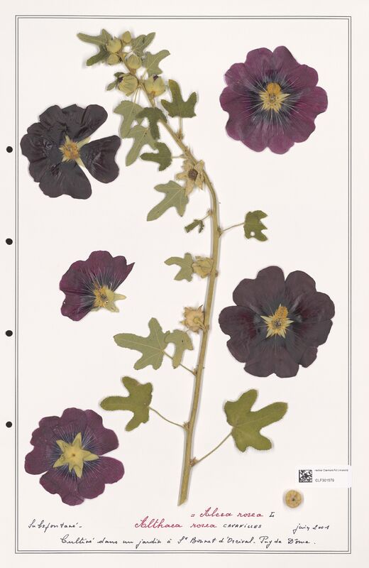 Althaea rosea  (Lythraceae)