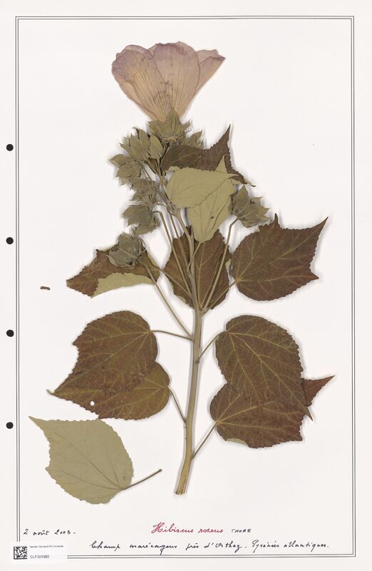 Ibiscus roseus  (Lythraceae)