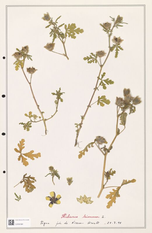 Ibiscus trionum  (Lythraceae)