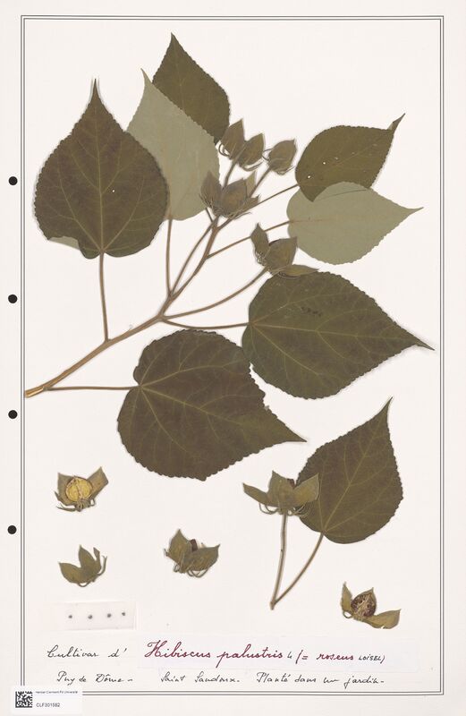 Ibiscus palustris  (Lythraceae)