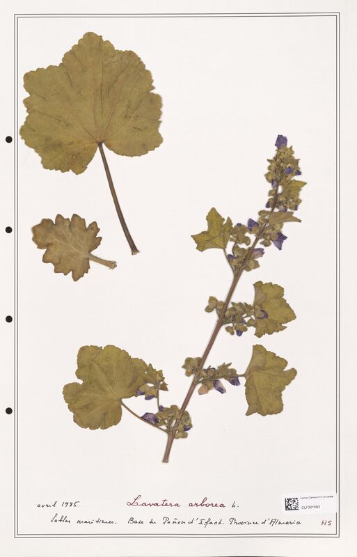 Lavatera arborea  (Lythraceae)