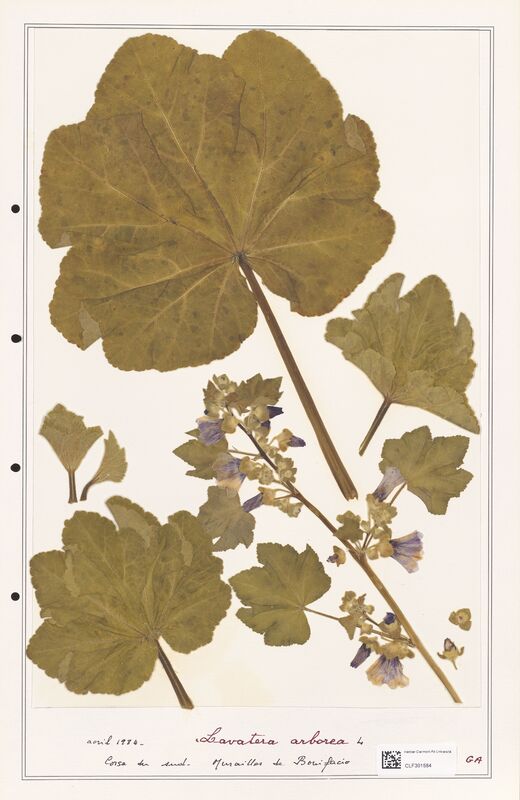 Lavatera arborea  (Lythraceae)