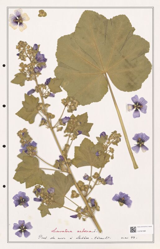 Lavatera arborea  (Lythraceae)