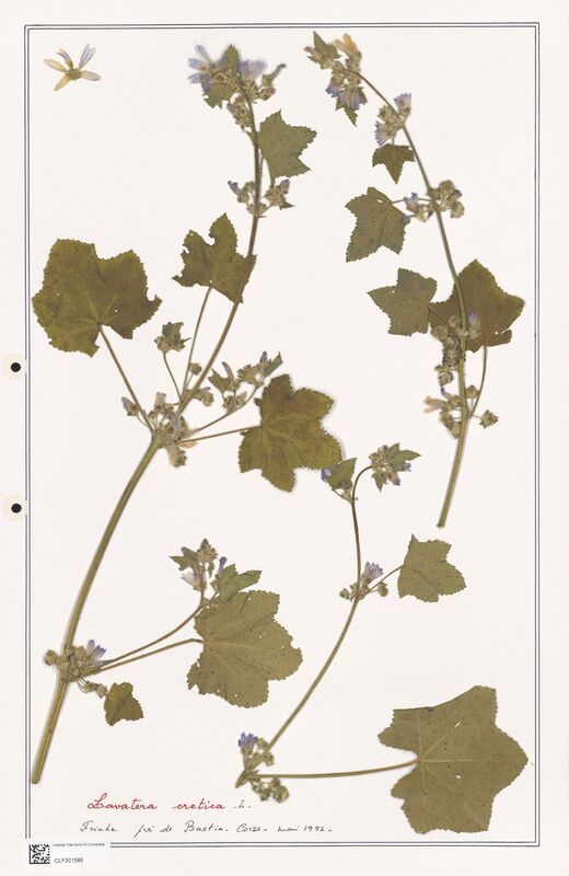 Lavatera cretica  (Lythraceae)