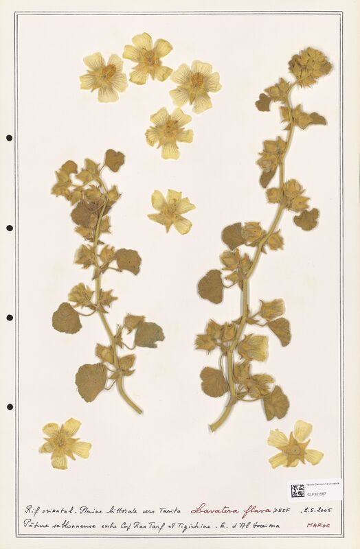 Lavatera flava  (Lythraceae)