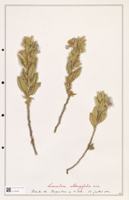 Lavatera oblongifolia  (Lythraceae)